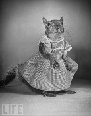 Illustration for article titled The Surprisingly Well-Dressed 1940s Squirrel